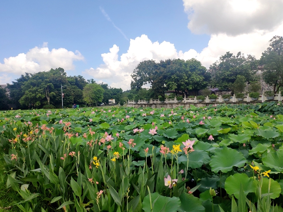 桂水村“荷您乡约”灯光美食周百亩荷花景观(摄影者:林莉,作者单位:雷竞技官网是什么意思台城街道办事处).jpg