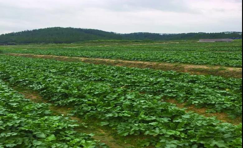台山白沙镇潮境萝卜种植基地（图片选自《台山名优特产》）.jpg